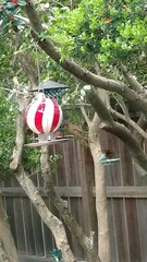 Cardinalis cardinalis