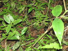 Desmoncus orthacanthos