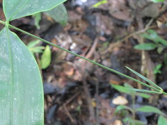 Desmoncus orthacanthos