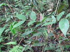 Desmoncus orthacanthos