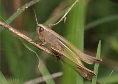 Amblytropidia australis