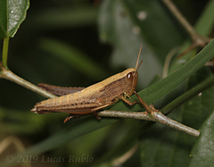 Amblytropidia australis