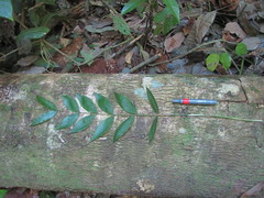 Desmoncus orthacanthos