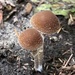 Psathyrella undulatipes - Photo (c) ym_wang_pnw, some rights reserved (CC BY-NC)