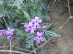 Glandularia latilobata