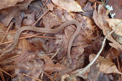 Storeria occipitomaculata obscura