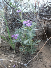 Glandularia latilobata