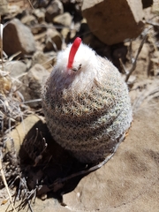 Epithelantha greggii