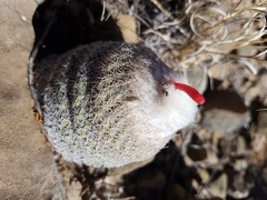 Epithelantha greggii