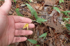 Erythronium rostratum