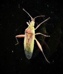 Harmostes reflexulus