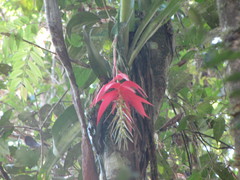 Billbergia acreana