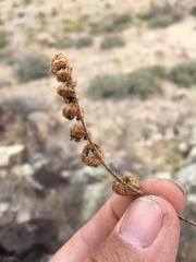 Myriopteris wootonii