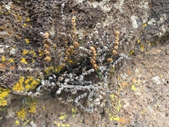 Myriopteris wootonii