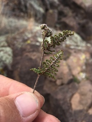 Myriopteris wootonii