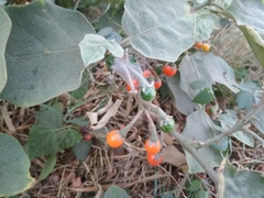 Solanum violaceum