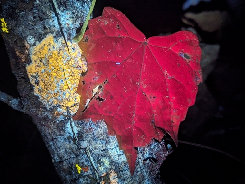 muscadine (Vitis rotundifolia)