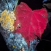 Vitis rotundifolia: Herkunft und Verwendung — foto 3