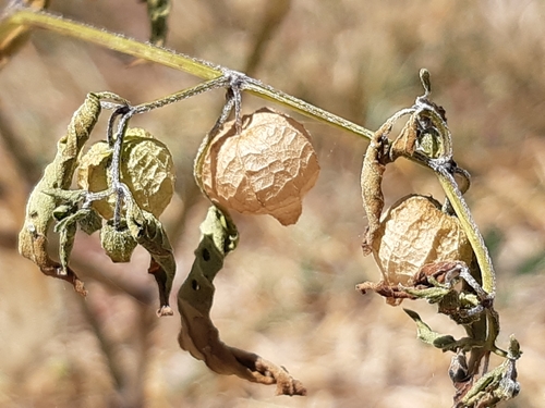 Physalis solanacea