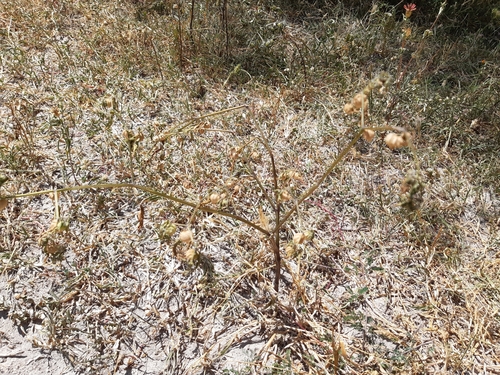 Physalis solanacea, photograph 1