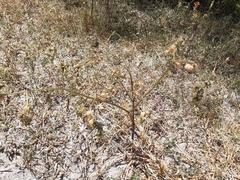 Physalis solanacea, photograph Aarón Misael Carpio Dávila, CC BY, iNaturalist via GBIF