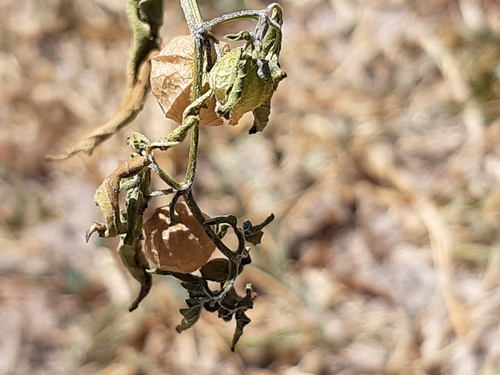 Physalis solanacea, photograph 2