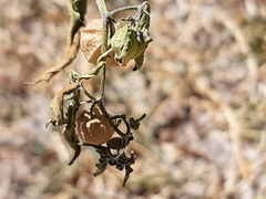 Physalis solanacea, photograph Aarón Misael Carpio Dávila, CC BY, iNaturalist via GBIF