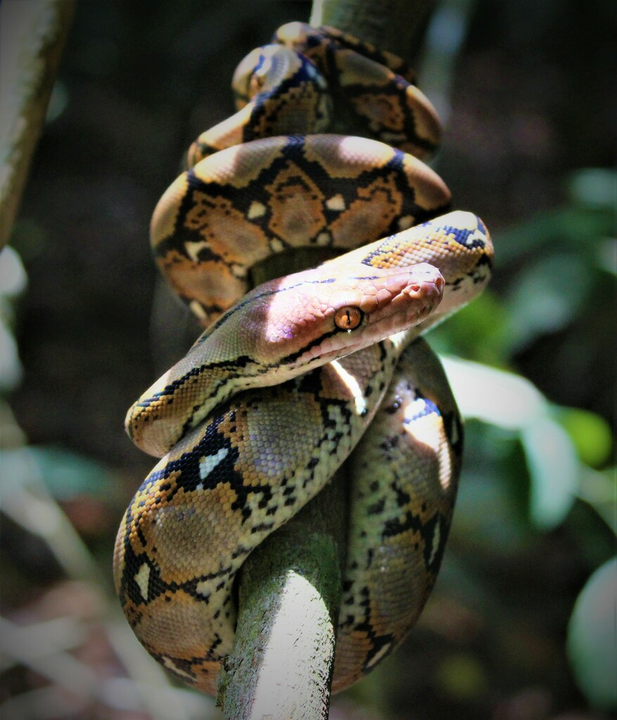 Reticulated Python from Sangkima, South Sangatta, East Kutai Regency ...