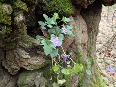 Viola triloba