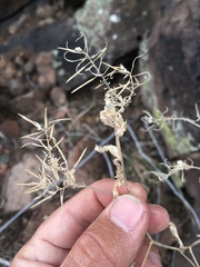 Halimolobos diffusus