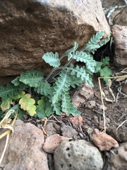 Halimolobos diffusus