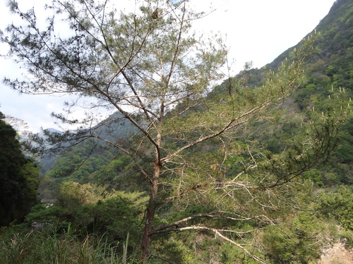 Image of Pinus taiwanensis by (c) 呂一起(Lu i-chi), some rights reserved (CC BY)