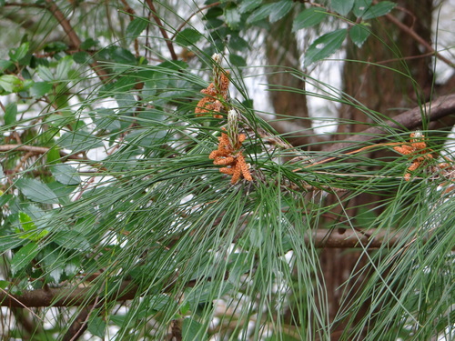 Variedad Pinus taiwanensis fragilissima · iNaturalist Mexico