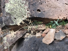 Halimolobos diffusus