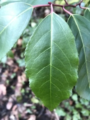 Prunus lusitanica