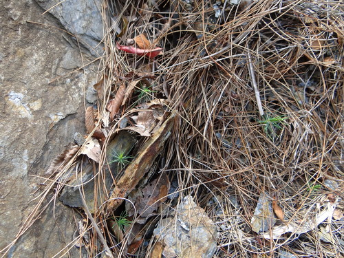 Image of Pinus taiwanensis by (c) 呂一起(Lu i-chi), some rights reserved (CC BY)