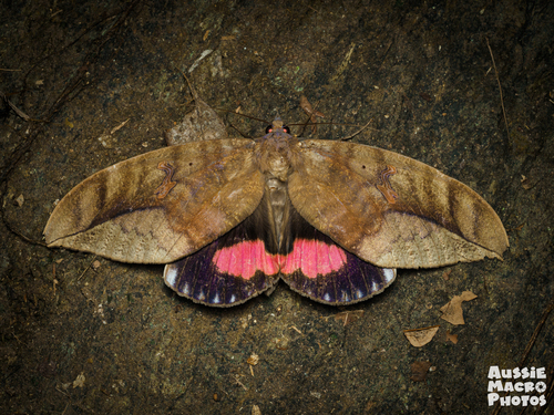 Phyllodes imperialis Druce, 1888
