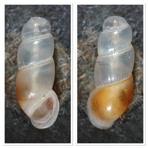 Truncatella subcylindrica (Linnaeus, 1767)