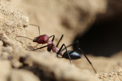 Cataglyphis bergianaCataglyphis bergiana
