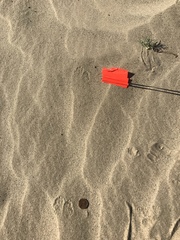 Dipodomys deserti