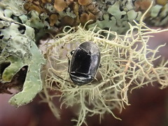 Sehirus cinctus albonotatus