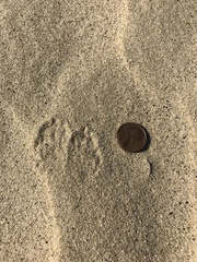 Dipodomys deserti