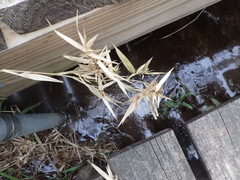 Dichanthelium scabriusculum