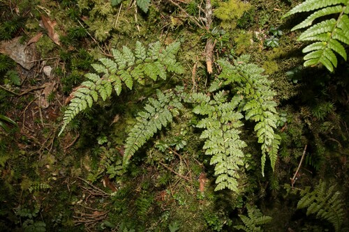 Athyrium tozanense iNat (1)