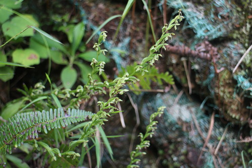 Peristylus iyoensis iNat (3)