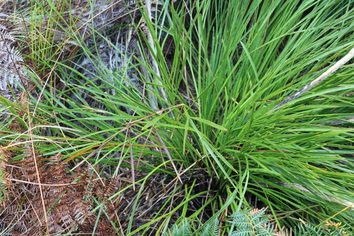 Image of Aciphylla traversii by (c) Julia Palmer, some rights reserved (CC BY-SA)