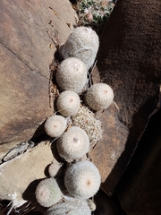 Epithelantha greggii greggii