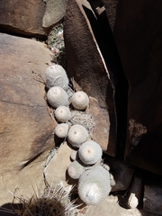 Epithelantha greggii greggii