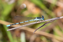 Argia bipunctulata