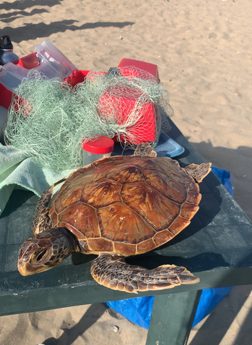 Loggerhead Sea Turtle